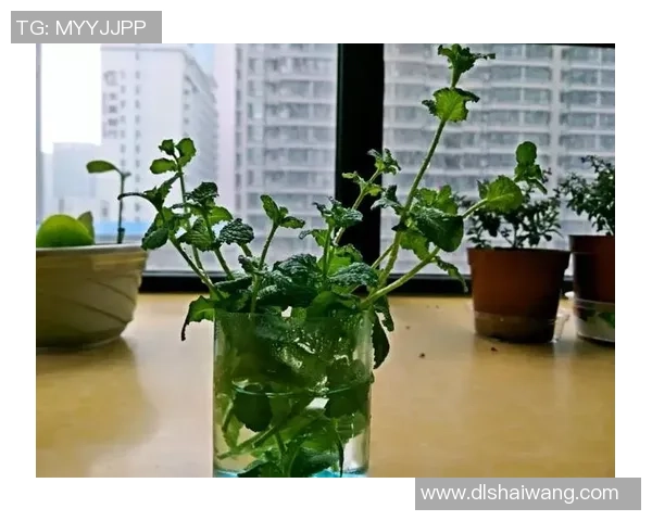 足球蚊子：小小身躯蕴藏的巨大能量与激情的完美结合